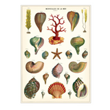 Shells Poster Print