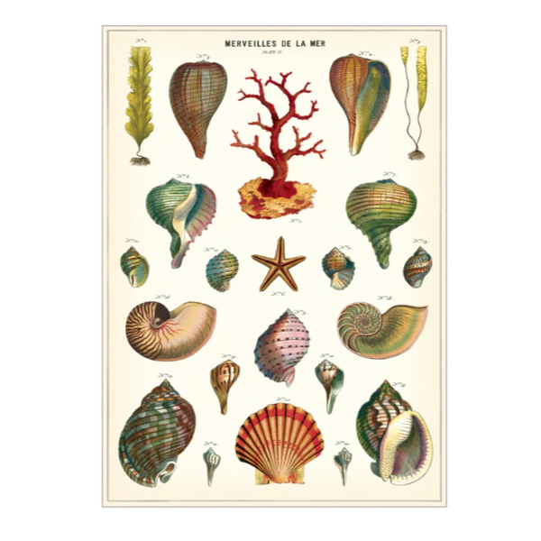 Shells Poster Print