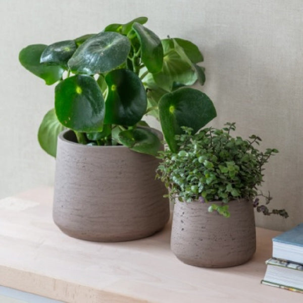 Cement Tapered Plant Pots - Warm Stone