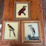 3 Glass Framed Prints of Birds - Yellow and Red bird, Blue and Red bird, White stork 