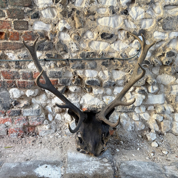 Vintage Antlers