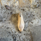 Vintage American Shoe Lasts