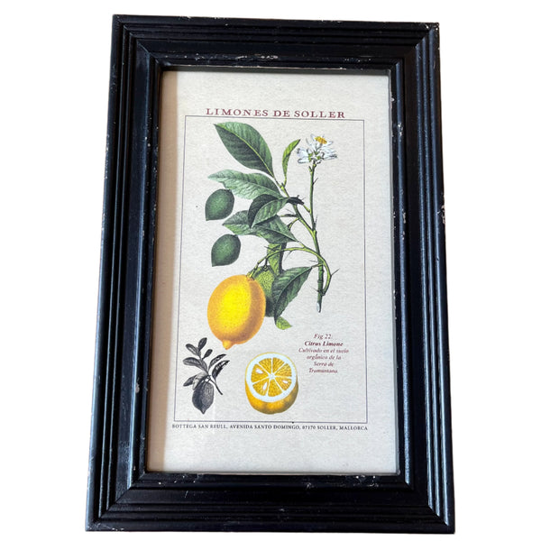 Framed Vintage Prints - Fruit