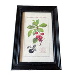 Framed Vintage Prints - Fruit