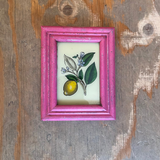 A small rectangular pink frame containing a botanical illustration of a yellow lemon with green leaves and small purple flowers, placed on a distressed wooden surface.