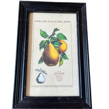 Framed Vintage Prints - Fruit