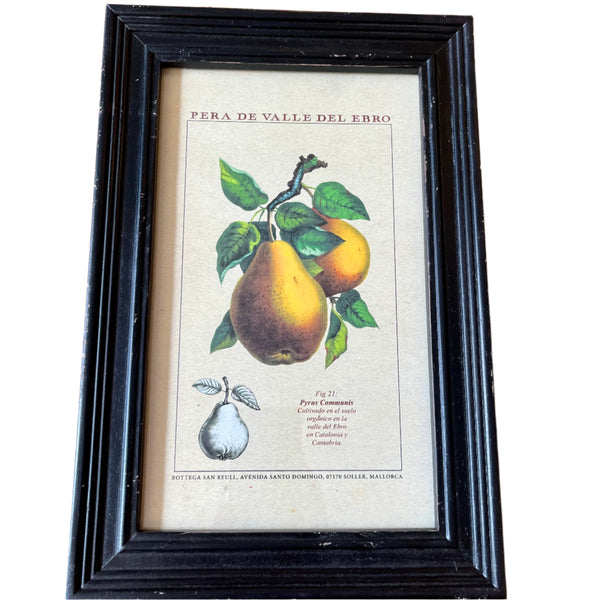Framed Vintage Prints - Fruit