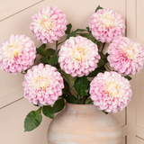 Dahlia Pink
