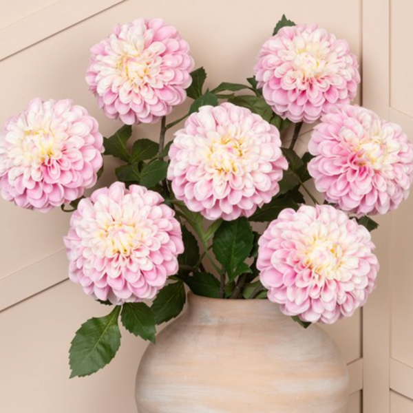 Dahlia Pink