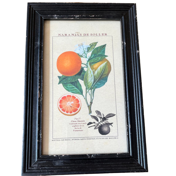 Framed Vintage Prints - Fruit