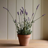 English Lavender in Pot
