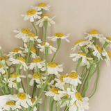 Feverfews Bunch of 5