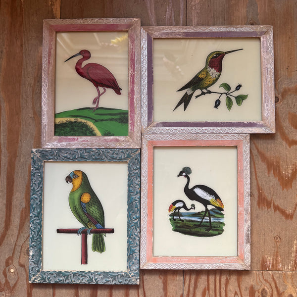 Four framed illustrations of birds on a wooden surface