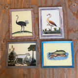 Four small framed vintage animal illustrations arranged on a rustic wooden surface. The set includes an ostrich, a flamingo, a cheetah in a landscape, and a fish, each with its own decorative frame.