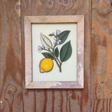 Framed botanical illustration of a lemon and leaves on a wooden background