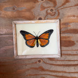 Framed butterfly on a wooden surface