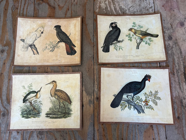 Vintage Bird Lithogram