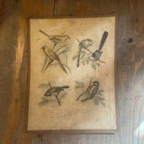 Vintage Bird Lithogram