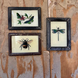 Vintage Glass Framed Paintings Insects - Small