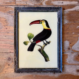 Vintage Glass Framed Bird Paintings - Large