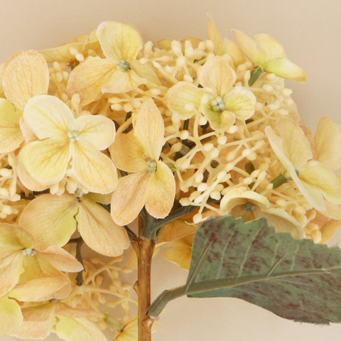 files/Gisela_Graham_Cream_Lacecap_Hydrangea_-_Stem_0a5b1690-1f15-4c7d-84fa-6ddec509f2a9.png