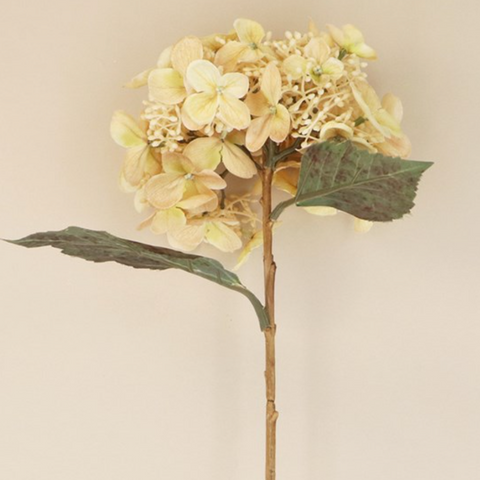 files/Gisela_Graham_Cream_Lacecap_Hydrangea_Stem_58925f25-638a-4ec7-af64-e2e234a0f7aa.png