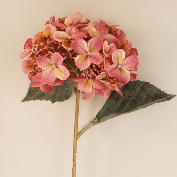 Pink Hydrangea Stem on Plain Background