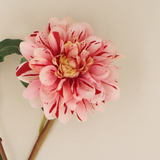 Gisela Graham Pink Striped Dahlia - Spray