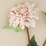 Gisela Graham White & Pink Striped Dahlia 
- Spray