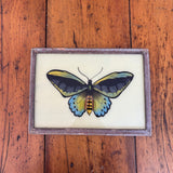 Glass Framed Print of A Blue and Green Butterfly 