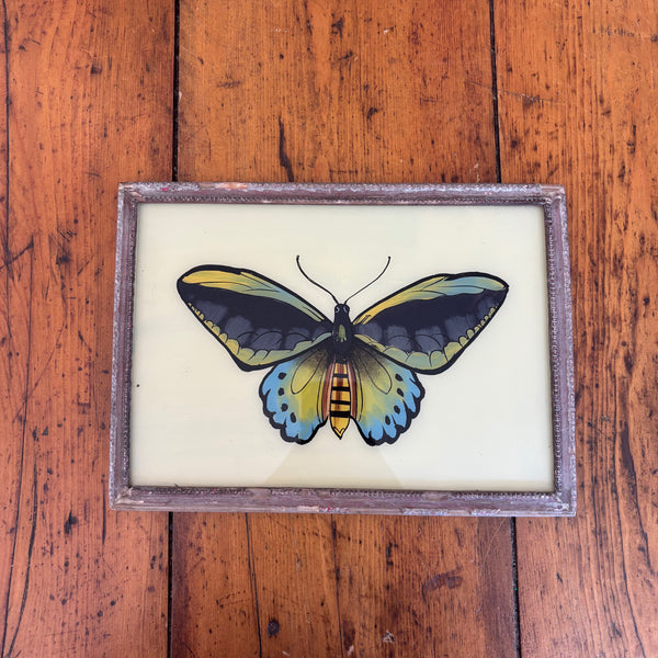 Glass Framed Print of A Blue and Green Butterfly 