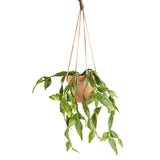 Hanging Cactus in Pot