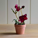 Hellebore in a Pot dark pink