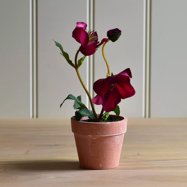 Hellebore in a Pot dark pink