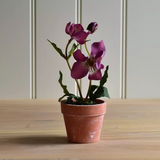 Hellebore in a Pot light pink