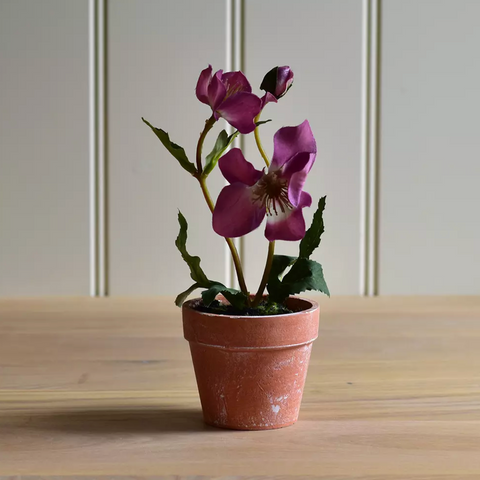 files/Hellebore_in_a_Pot_light_pink.png