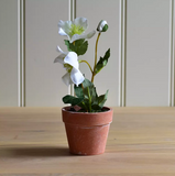 Hellebore in a Pot white