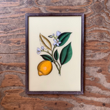 Vintage Glass Framed Paintings Lemon - Large