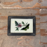 Vintage Glass Framed Paintings Insects - Small