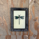 Vintage Glass Framed Paintings Insects - Small