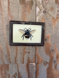 Vintage Glass Framed Paintings Insects - Small