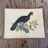 Vintage Bird Lithogram