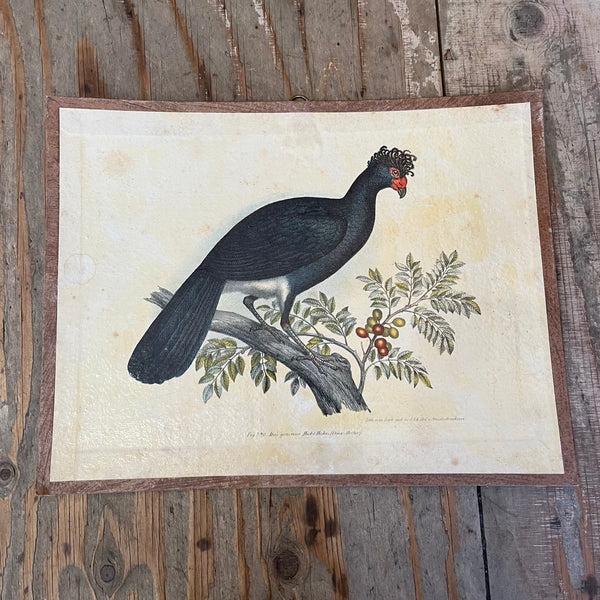 Vintage Bird Lithogram