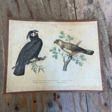 Vintage Bird Lithogram