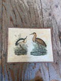 Vintage Bird Lithogram