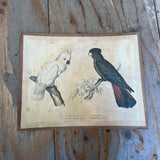 Vintage Bird Lithogram