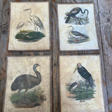 Vintage Bird Lithogram