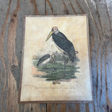 Vintage Bird Lithogram