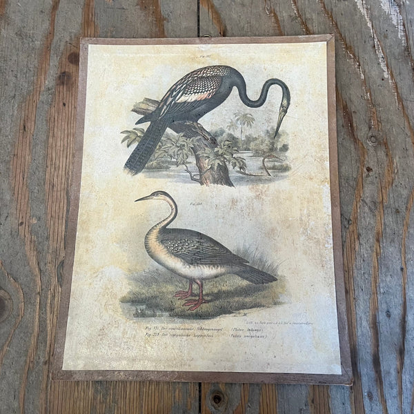 Vintage Bird Lithogram