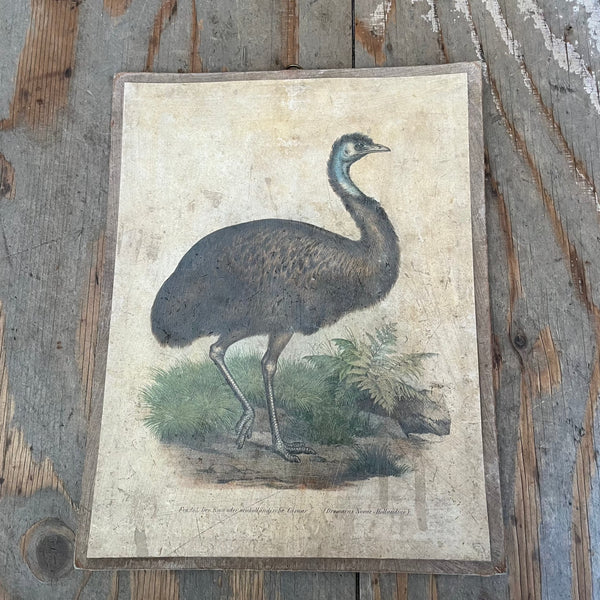 Vintage Bird Lithogram